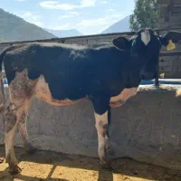 گوساله هلشتاین جنس شیری