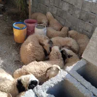 فروش گوسفند