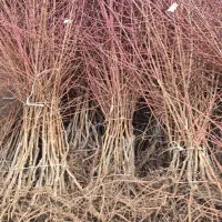 نهال بادام مناسب مناطق سرد و معتدل