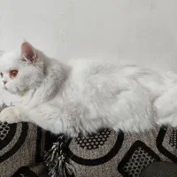 فروش گربه پرشین|گربه|کرمان, |دیوار