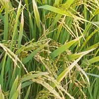 زمین کشاورزی بشرط آب|اجارهٔ دفتر صنعتی، کشاورزی، تجاری|مرودشت, رامجرد یک|دیوار