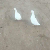 دوتا اردک نر و ماده