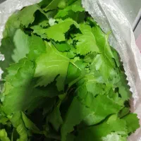 برگ انگور آبی نازک و درجه ۱ گلا موی