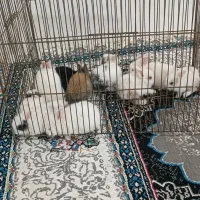 بچه خرگوش نازچشم شرابی