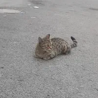 یک گربه۰ زیبا وقشنگ