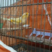 قناری نرمست شش دانگ اماده جفت