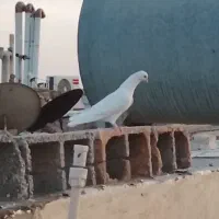 نر خال پیس