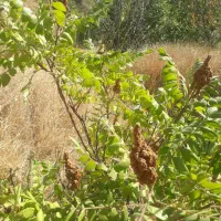 فروش باغ کشاورزی|فروش دفتر صنعتی، کشاورزی، تجاری|سنندج, |دیوار