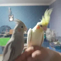 عروس هلندی.تحویل درب منزل.