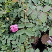 فروش نهال گل محمدی گلدون کاشان اردهال حسنارود|خدمات باغبانی و درختکاری|کاشان, استرک|دیوار