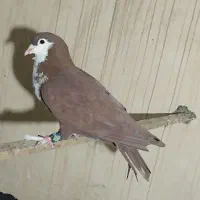 کبوتر ریش سرخ گلاب عتیقه