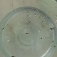 ماهیی|ماهی|اصفهان, همدانیان|دیوار