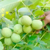 نهال بادام شمشیری