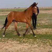 اسب