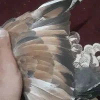 کفتر کله ای|پرنده|رامشیر, |دیوار