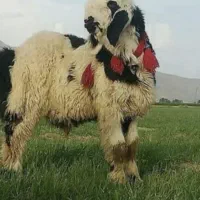 بره نر ایسونم