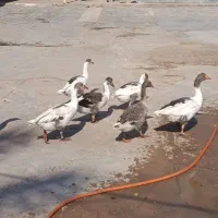 غاز .جوان .سرحال .موقع تخم گذاری شون.هست