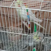 جفت عروس|پرنده|تربت جام, میان جام|دیوار