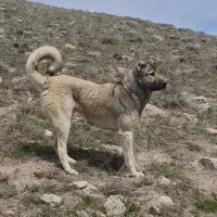 سرابی ۱۴ماهه