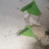 کبوتر طوقی اجری نر|پرنده|سنندج, |دیوار