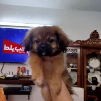 سگ اپارتمانی