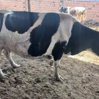 گاو ماده چاق وچله
