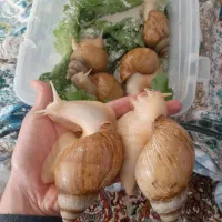 حلزون پرورشی مولد و درمانی|خزنده|سنندج, |دیوار