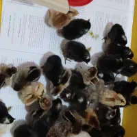 جوجه یک روزه