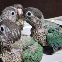 گرینچیک گرین چیک