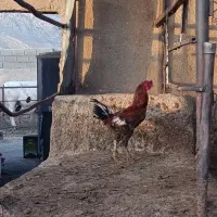 خروس لاری|حیوانات مزرعه|شیراز, کفترک|دیوار