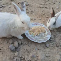 سه عددخرگوش فورش فوری