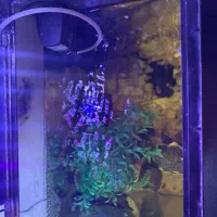 آکواریوم با لوازم و ماهی|ماهی|خاوران, |دیوار