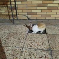 خرگوش|موش و خرگوش|دوگنبدان, |دیوار