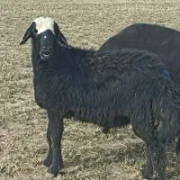 بره قوچ قره قزل افشاری|حیوانات مزرعه|لالجین, |دیوار