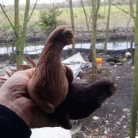 کبوتر تلسکوپی زینتی|پرنده|رشت, شکار اسطلخ|دیوار