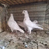 کفتر ۳تا جوجه|پرنده|ری, سرتخت|دیوار