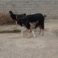 4راس بزوبیگ بزغاله ها شون همه نر