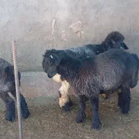 کوه قوچی نژاد دار|حیوانات مزرعه|کوهرنگ, |دیوار