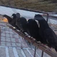 کبوتر|پرنده|اصفهان, سودان|دیوار