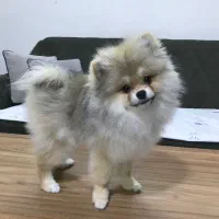 سک پامرانین اصل خرسی