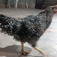 جوجه خروس گلباقالی|حیوانات مزرعه|مشهد, فرخد|دیوار