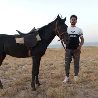 کره اسب نریان دوسال|اسب و تجهیزات اسب‌سواری|مشهد, احمدآباد|دیوار