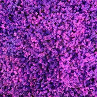 بکگراند سالن زیبایی و عکاسی