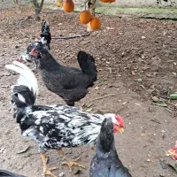 فروش خروس گلین چهل تاج