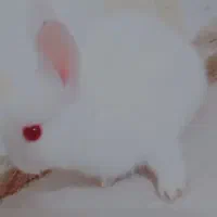 فاضل آباد گلستان 11 کوچه شهید فروغی|موش و خرگوش|فولادشهر, مسکن مهر فولادشهر|دیوار