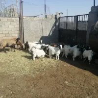 فروش چند راس نر بزغاله چاق|حیوانات مزرعه|شاهرود, |دیوار