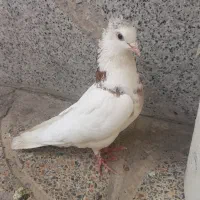 کبوتر|پرنده|نورآباد, |دیوار