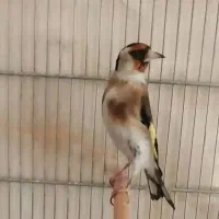 ماده سهره، کارداده، نشوندار