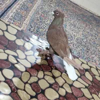 کفتر سرخ دم سفید نر|پرنده|بم پشت, |دیوار