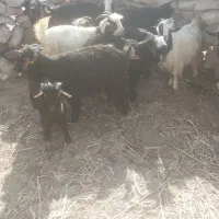 تیشتر بز بیگ|حیوانات مزرعه|مسجد سلیمان, |دیوار